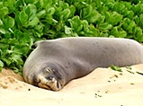 beach monkseal